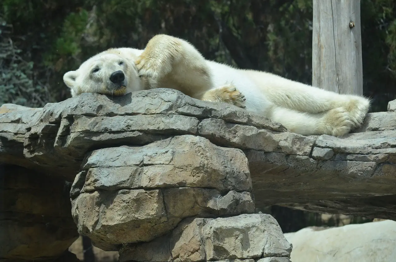 polar bear zoo