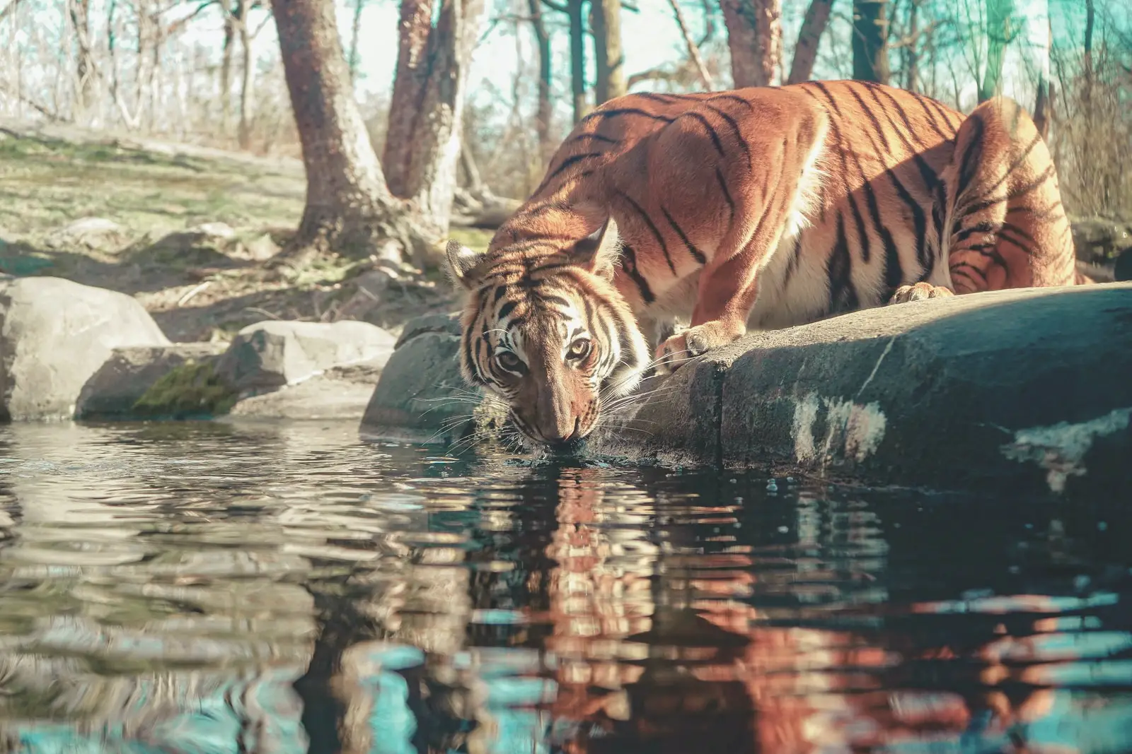 student watching tiger on water during daytime